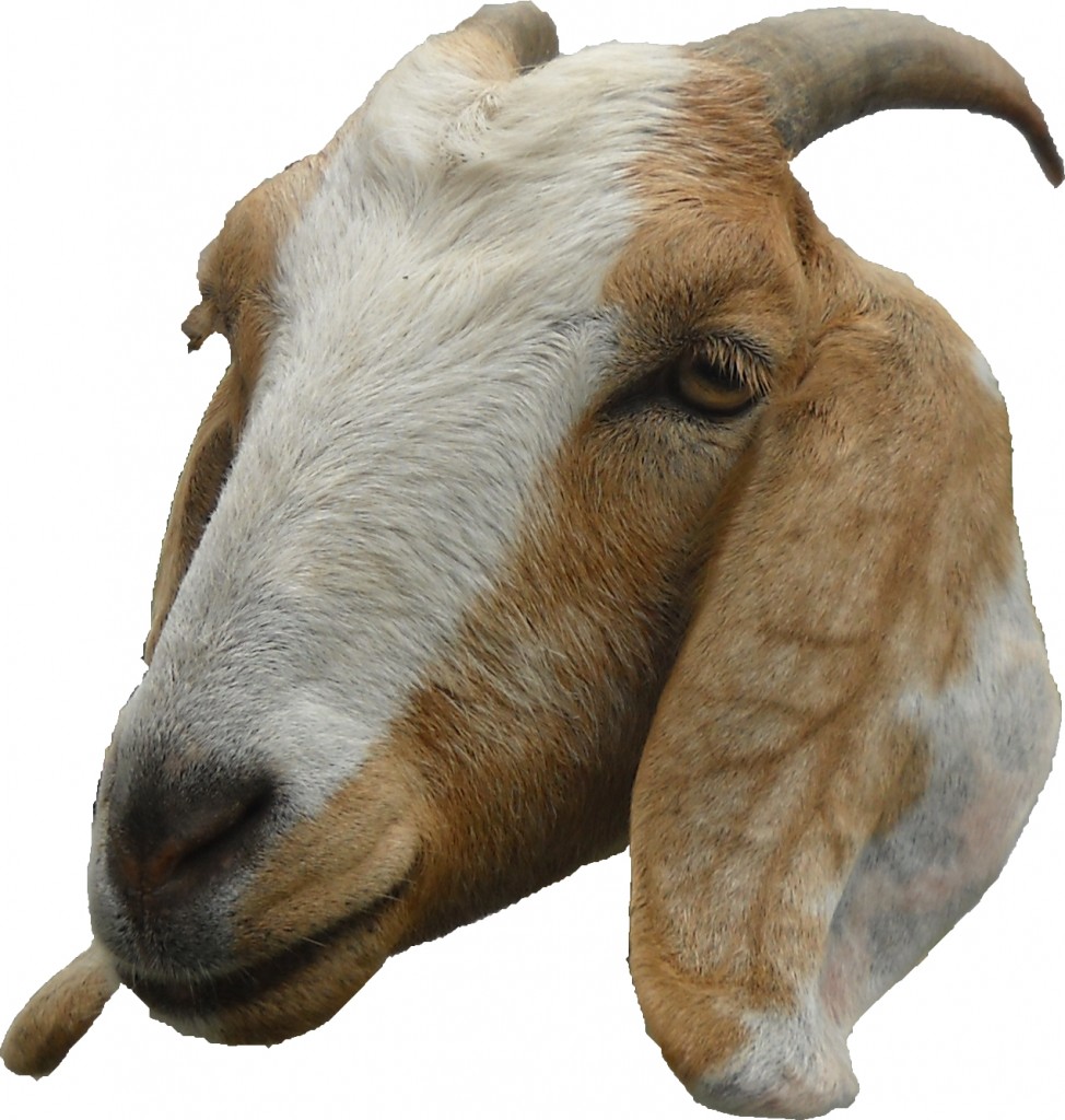 goat-head