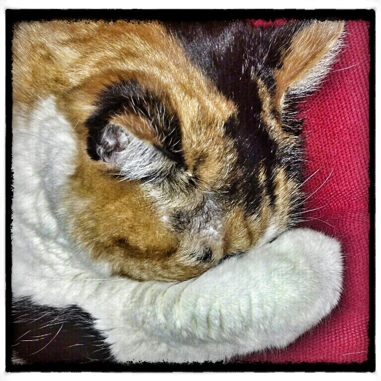 crying cat