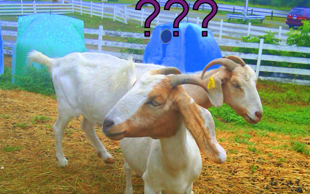 Goats-with-Questions