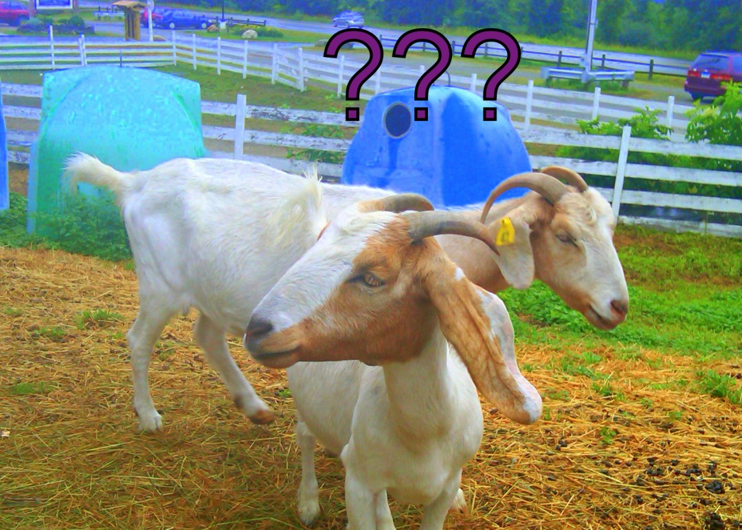 GoatswithQuestions