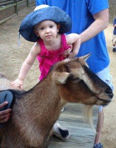 child-goat-kid