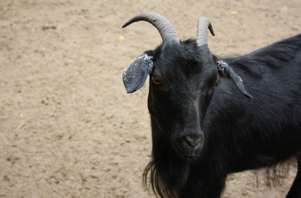 2013 Black Friday Black Goat Website Hosting Deal