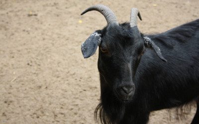 2013 Black Friday Black Goat Website Hosting Deal