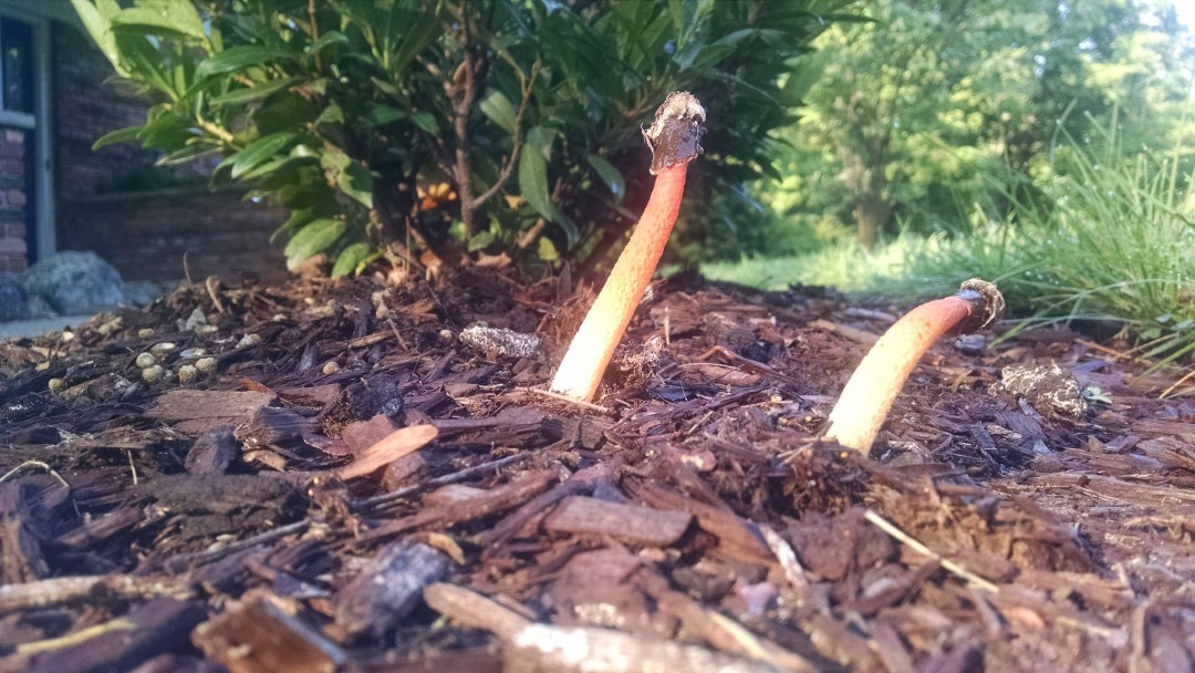 stinkhorn mushrooms