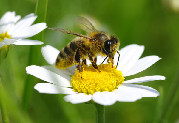 Bee extracting nectar from a daisy. Lots of pollen!
